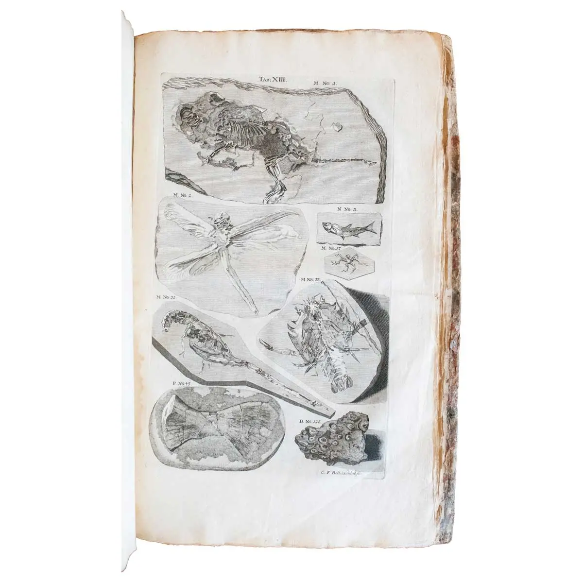 Museum Richterianum continens fossilis animalia vegeabilia mar. Accedit de gemmis scalptis antiquis.  (6)