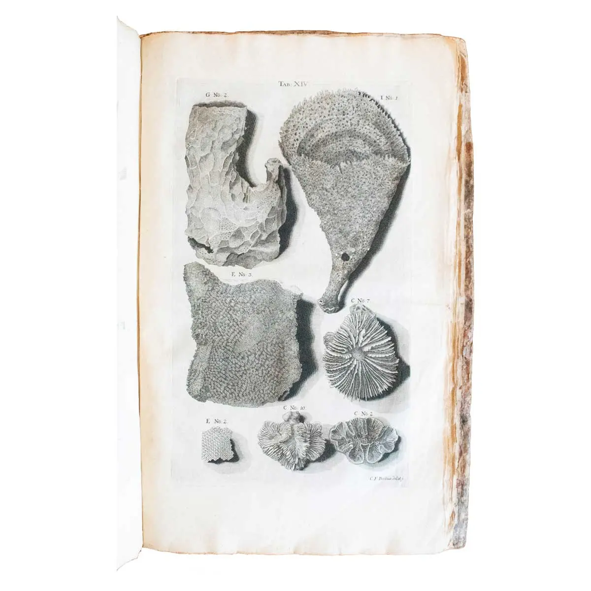 Museum Richterianum continens fossilis animalia vegeabilia mar. Accedit de gemmis scalptis antiquis.  (7)