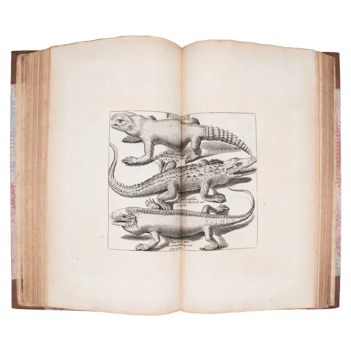 Rariora Musei Besleriani quae olim Basilius et Michael Rupertus Besleri collegerunt…  (4)