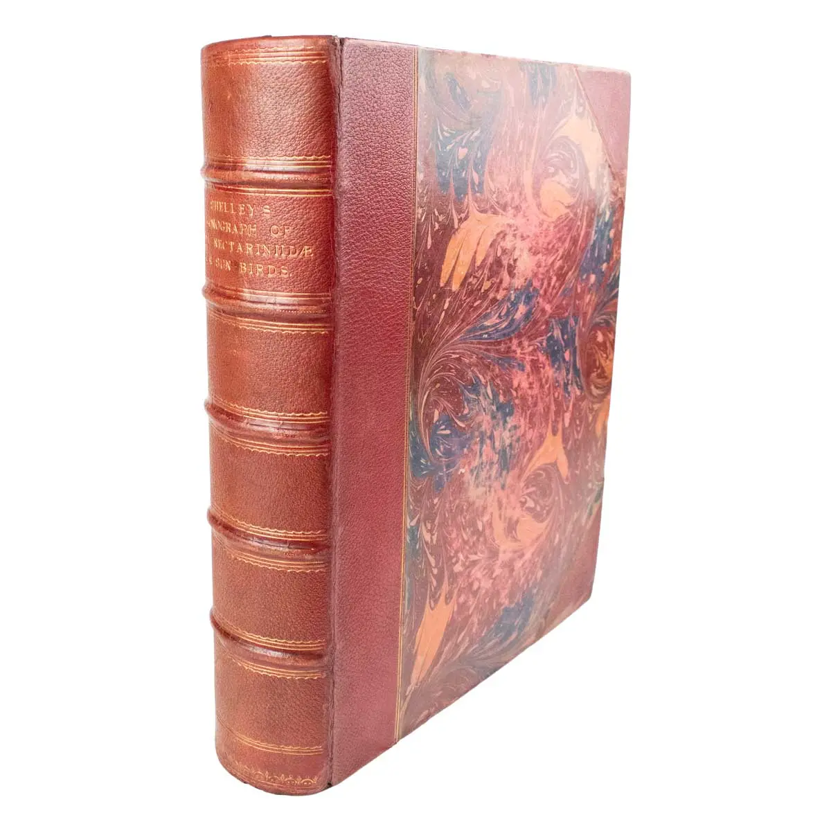 A Monograph of the Nectariniidae, or Family of Sun-Birds (7)