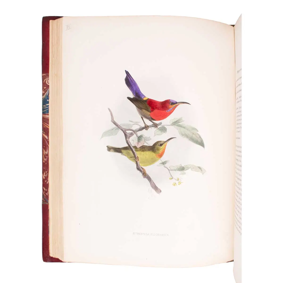 A Monograph of the Nectariniidae, or Family of Sun-Birds (2)