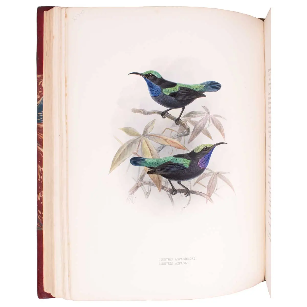 A Monograph of the Nectariniidae, or Family of Sun-Birds (3)