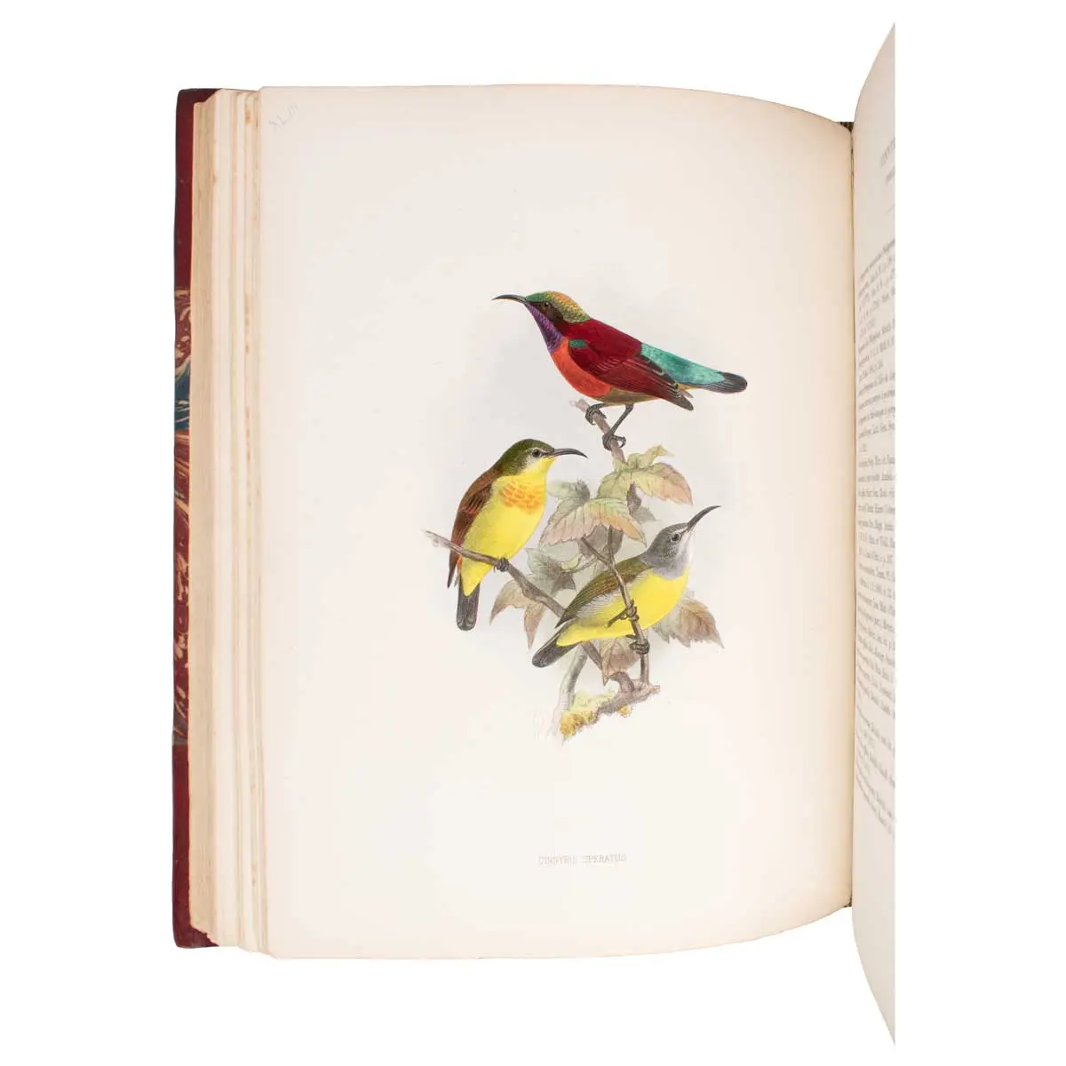 A Monograph of the Nectariniidae, or Family of Sun-Birds (4)