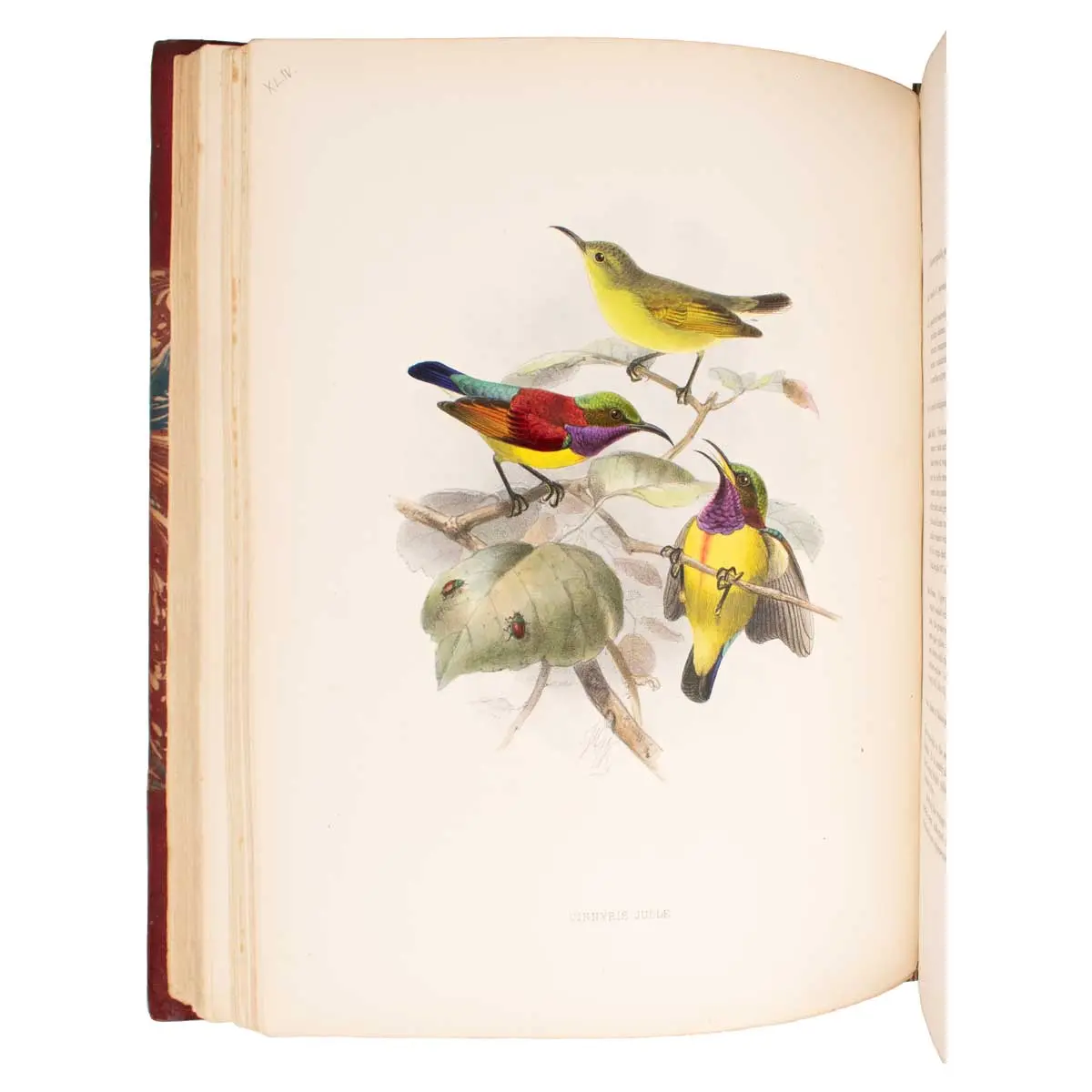 A Monograph of the Nectariniidae, or Family of Sun-Birds.