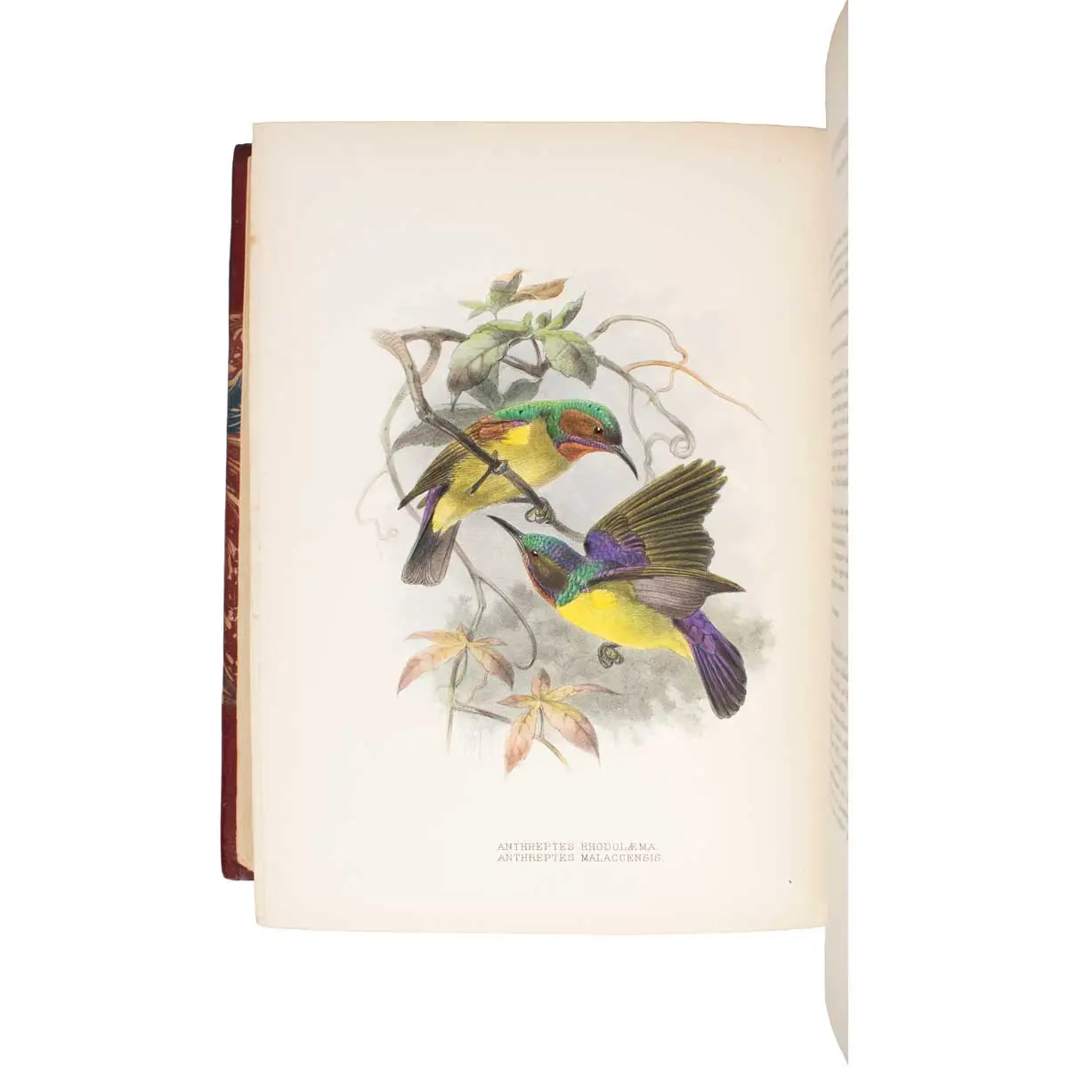 A Monograph of the Nectariniidae, or Family of Sun-Birds (5)