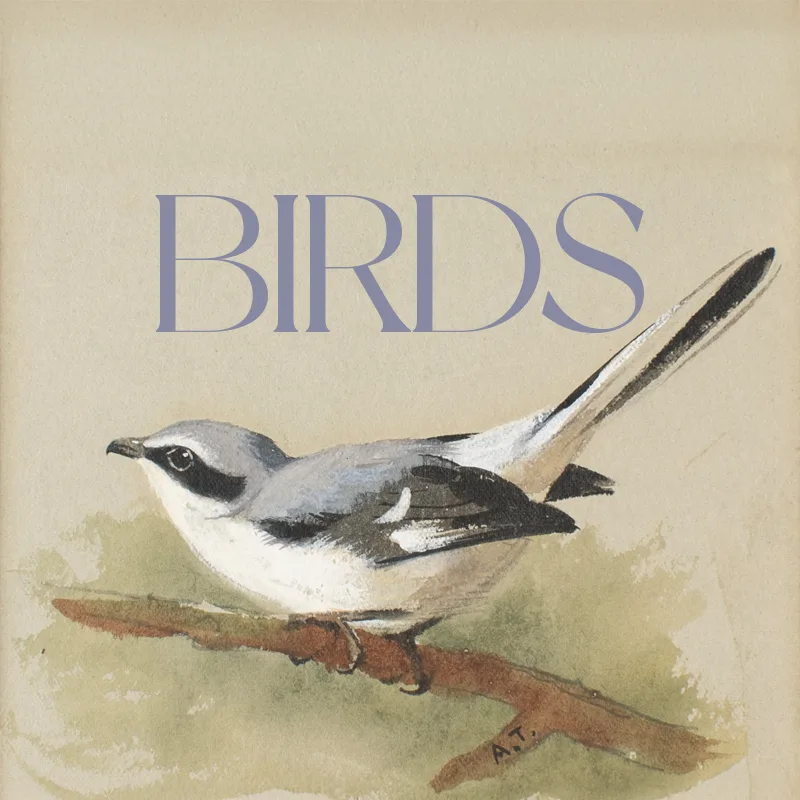 Birds