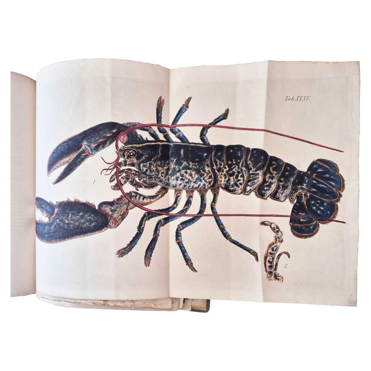 Malacostraca Podophthalmata Britanniæ; or, Descriptions of such British species of the Linnean Genus Cancer as have their eyes elevated on footstalks (1)