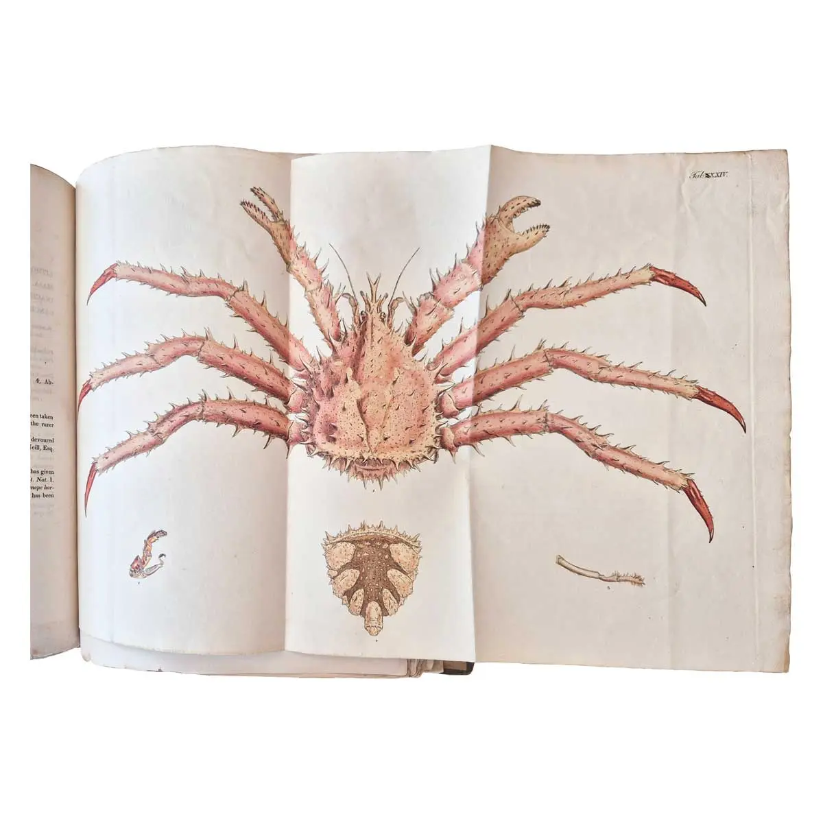 Malacostraca Podophthalmata Britanniæ; or, Descriptions of such British species of the Linnean Genus Cancer as have their eyes elevated on footstalks (3)