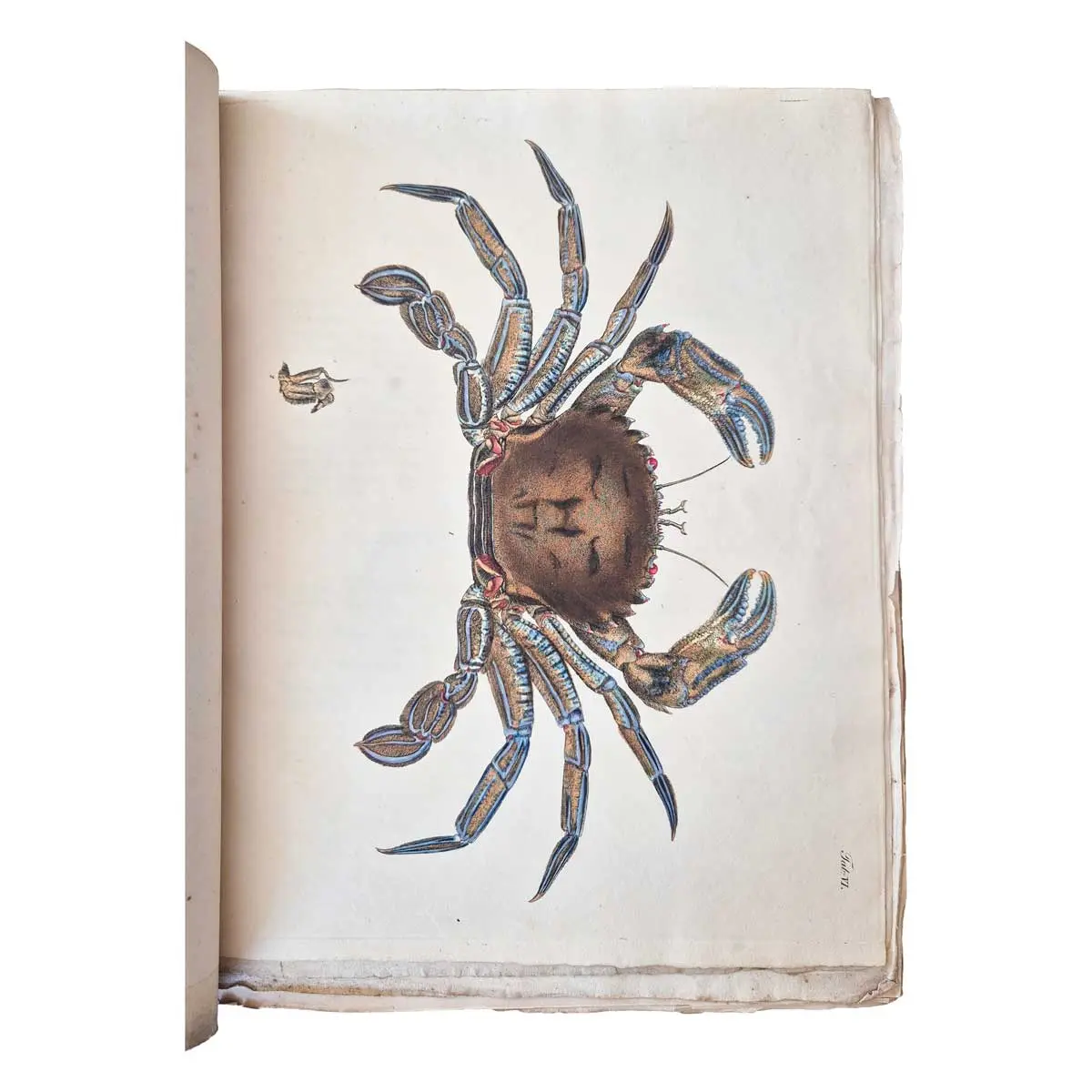 Malacostraca Podophthalmata Britanniæ; or, Descriptions of such British species of the Linnean Genus Cancer as have their eyes elevated on footstalks (2)