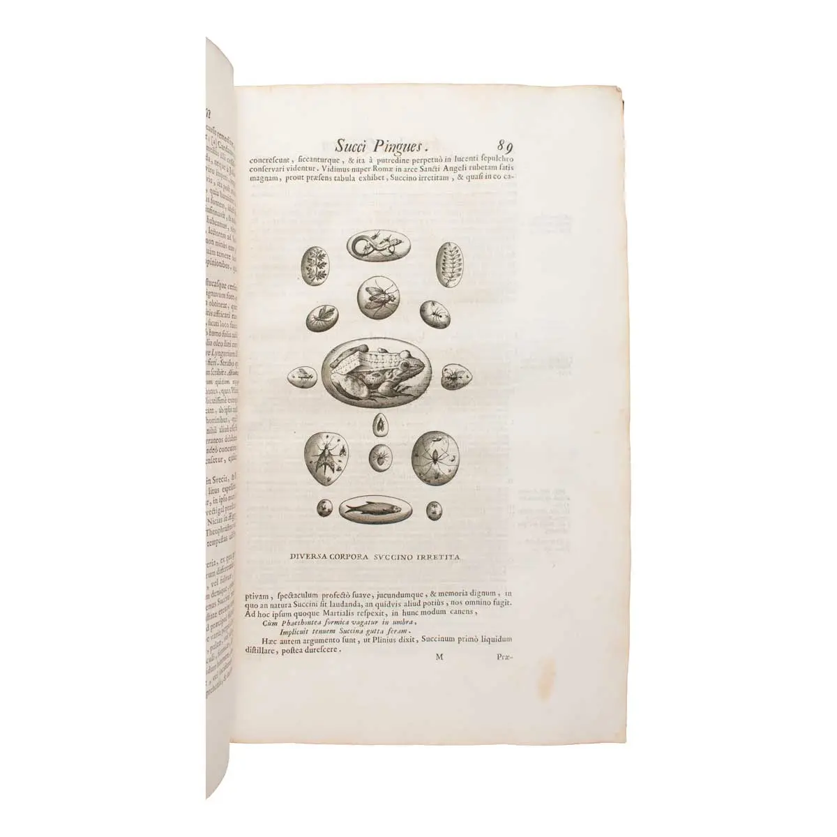 Metallotheca. Opus posthumum, auctoritate, & munificentia Clementis undecemi Pontificis Maximi ex tenebris in lucem eductum; Opera autem, & studio Joannis Mariae Lancisii… illustratum (3)