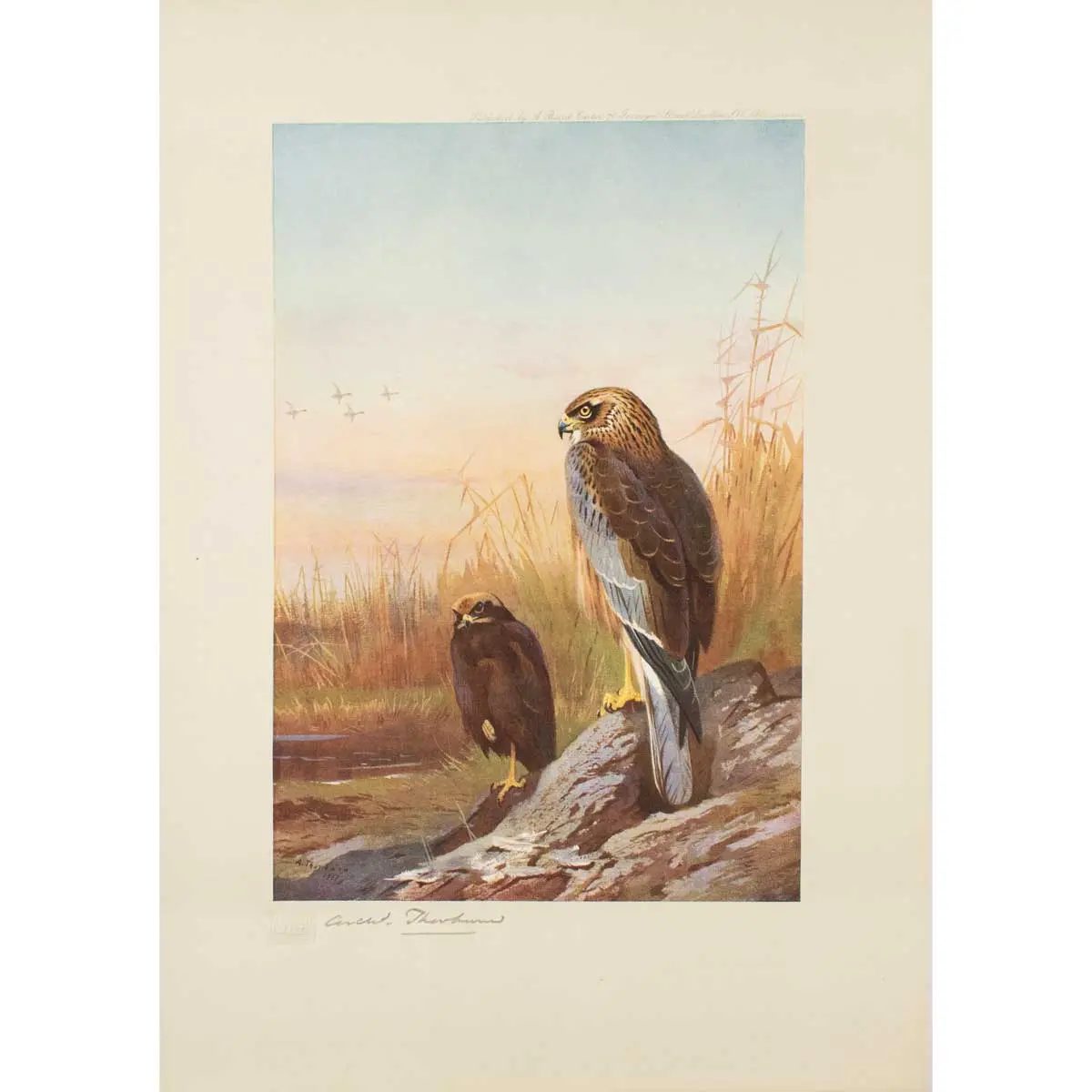 Birds of Prey (3)