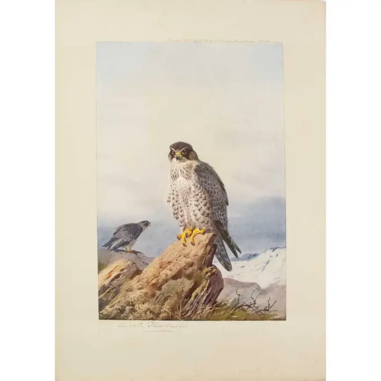 Birds of Prey