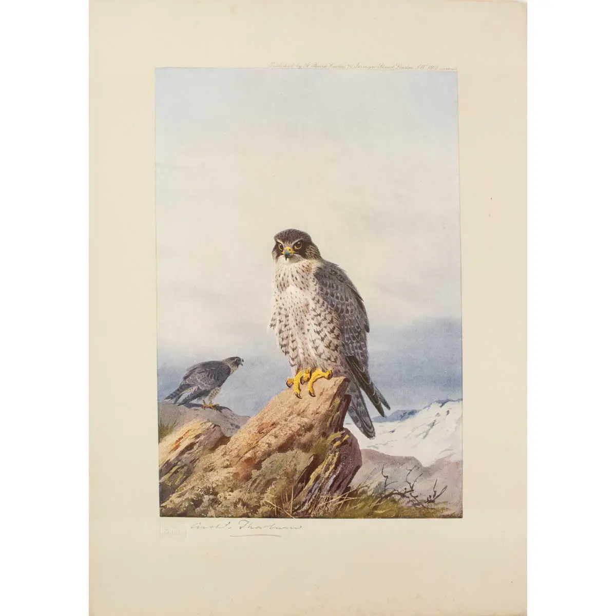 Birds of Prey (1)