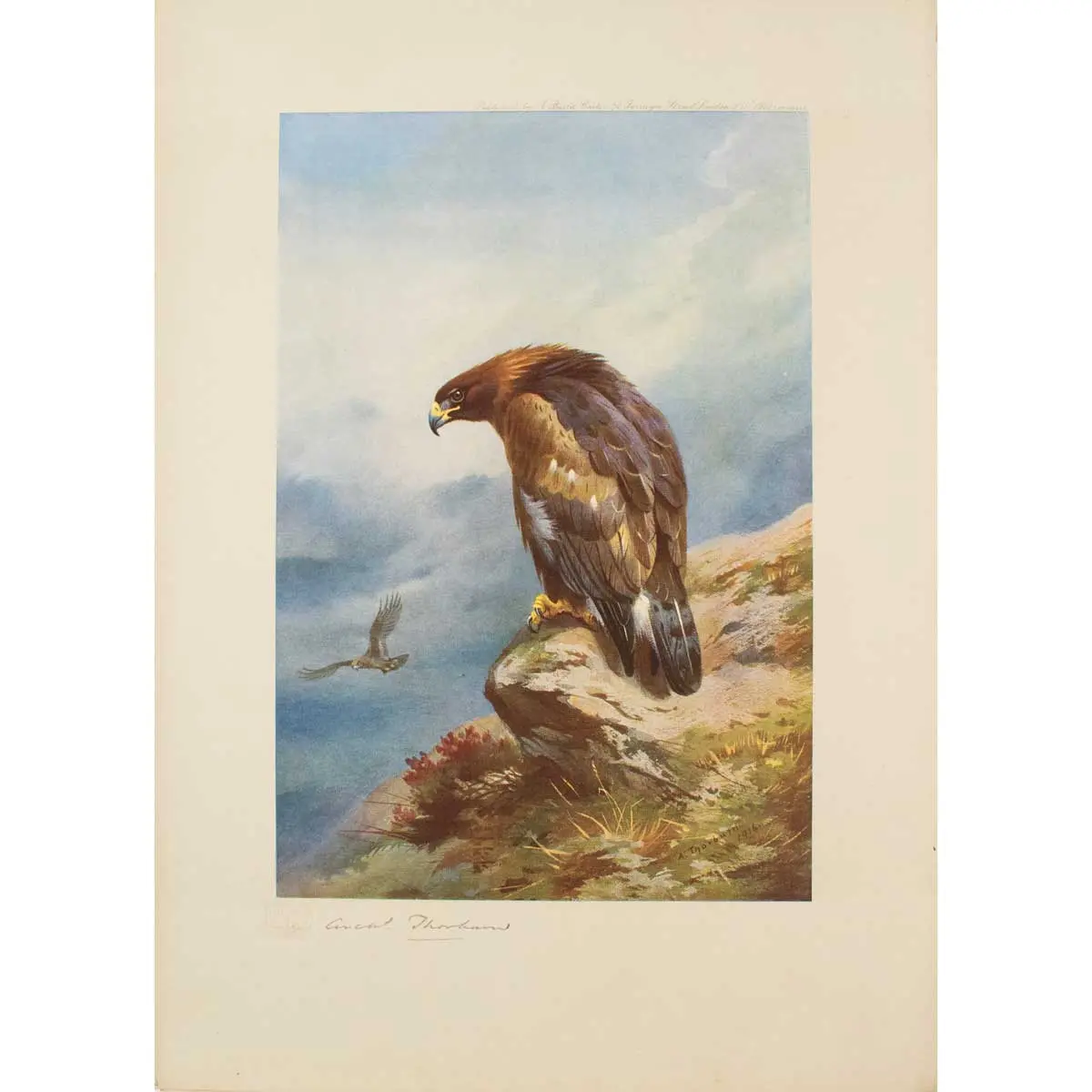 Birds of Prey (5)