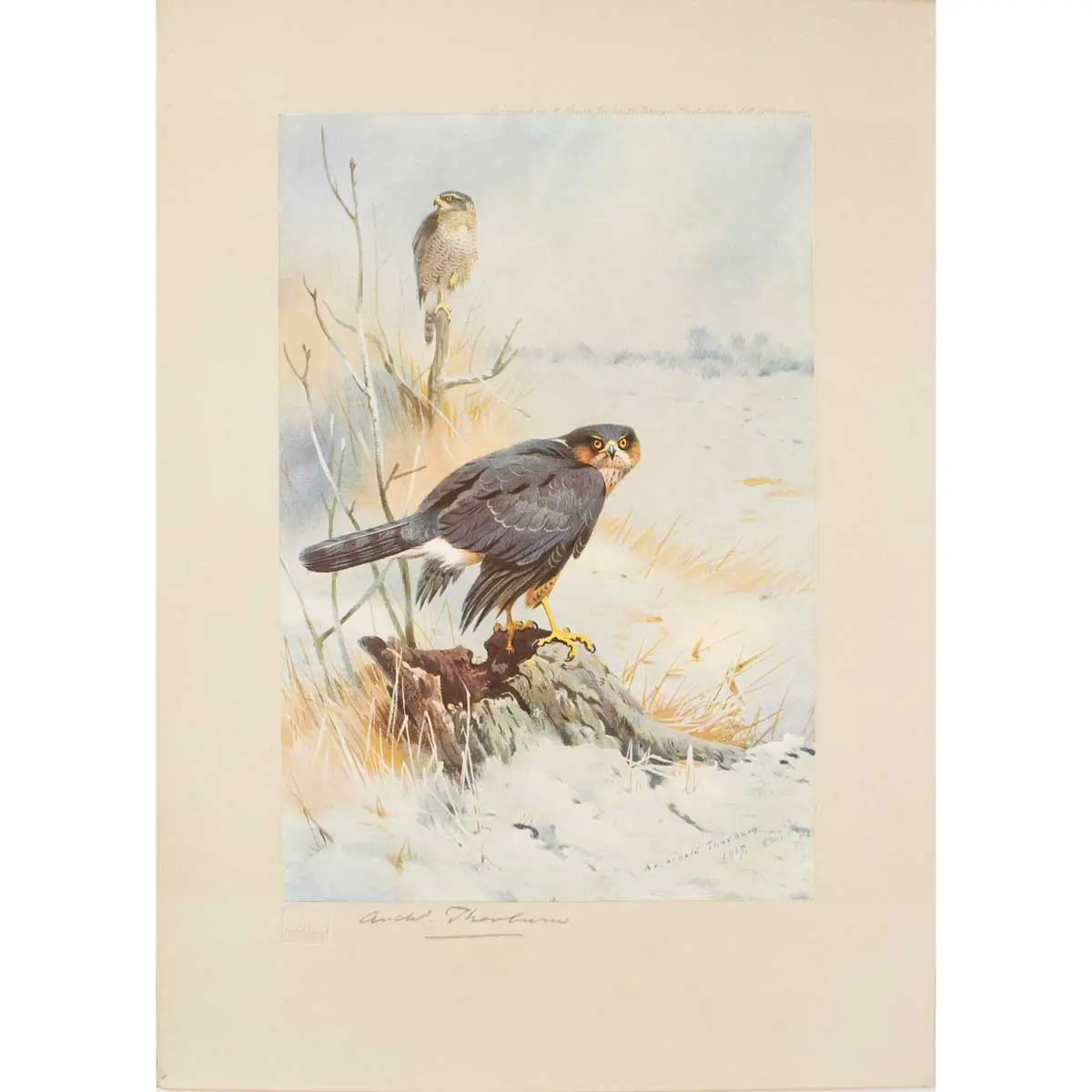 Birds of Prey (6)